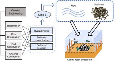 Hydrodynamic and sediment dynamic impact of human engineering activity on Liyashan oyster reefs, China